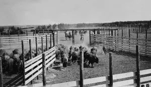 Bison: Bison herd in Canada