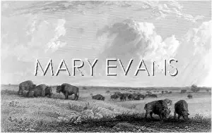 Wiped: BISON HERD USA 1856