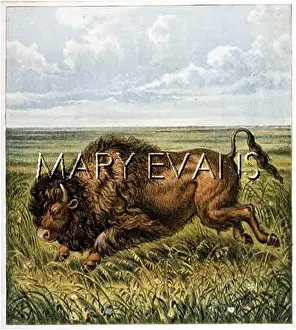 Kronheim: BISON (KRONHEIM) C1870