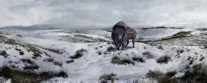 Bison: A Bison latifrons in a winter landscape during the ?