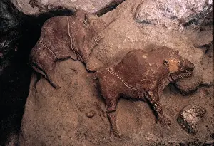 Bison: Bison from Le Tuc d'Audoubert