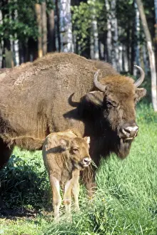 Bisons: Bisons in State Prioksko-Terrasny Nature Reserve, 1980