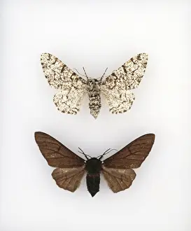 Geometer: Biston betularia, peppered moth