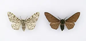 Geometer: Biston betularia, peppered moth