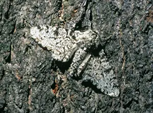 Geometer: Biston betularia, peppered moth