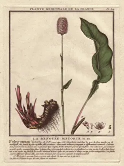Persicaria: Bistort, Persicaria bistorta