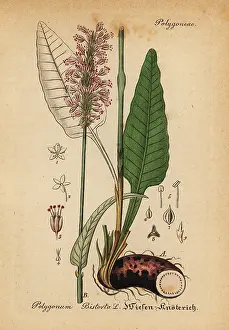 Polygonum: Bistort, Persicaria bistorta