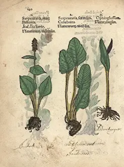 Polygonum: Bistort, Polygonum bistorta, and adderstongue