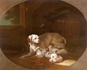 1752: Bitch Hound Nursing her Puppies