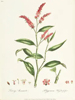 Baylis: Biting Arsmart, Polygonum hydropiper