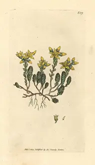 Sedum: Biting stone-crop, Sedum acre