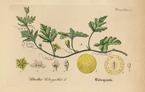 Cucumber: Bitter apple, Citrullus colocynthis