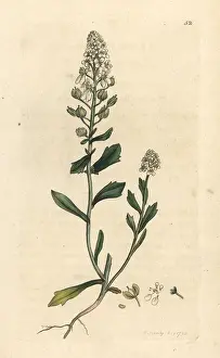 Amara: Bitter candytuft, Iberis amara