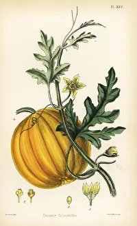 Cucumber: Bitter cucumber or colocynth, Citrullus colocynthis