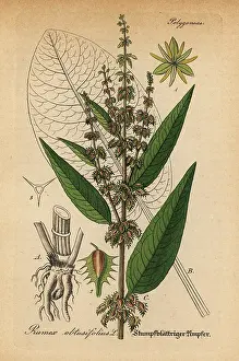 Artus: Bitter dock, Rumex obtusifolius