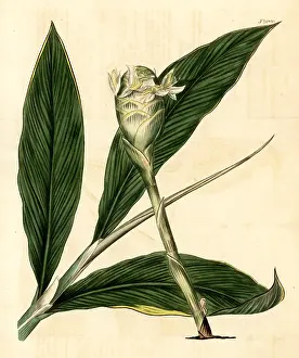 Zingiber: Bitter ginger, Zingiber zerumbet