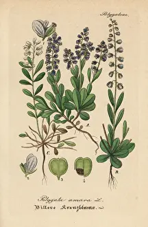 Amara: Bitter milkwort, Polygala amara