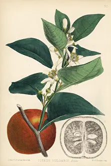 Aurantium: Bitter orange, Citrus aurantium
