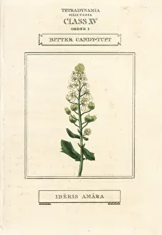Amara: Bitter or rocket candytuft, Iberis amara