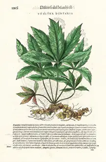 Mattioli: Bittercress, Cardamine species