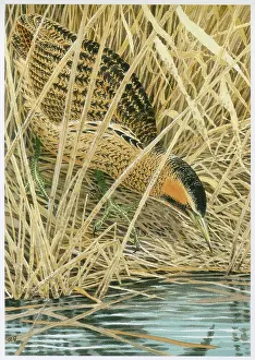 Gillmor: Bittern