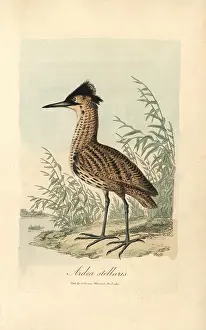 Stellaris: Bittern, Ardea stellaris, Botaurus stellaris