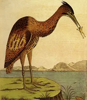 Albin: Bittern, Botaurus stellaris
