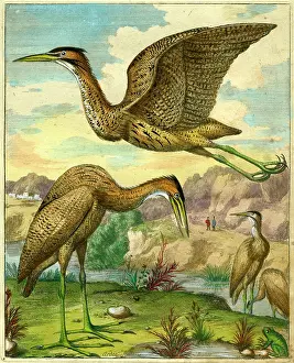 Bittern: Bittern - Butor