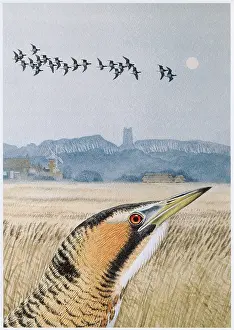 Gillmor: Bittern on Cley-next-the-Sea Marsh