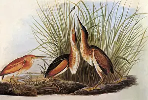 Storks: Least Bittern, Ixobrychus exilis