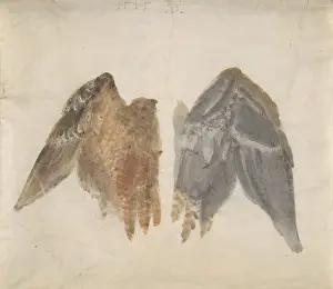 Bittern's Wings: study showing both sides, 1515