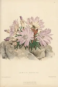 Volume 2: Bitterroot, Lewisia rediviva