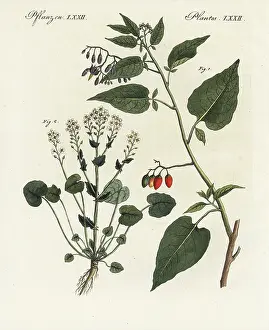 Cochlearia: Bittersweet nightshade and scurvygrass