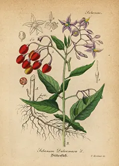 Dulcamara: Bittersweet nightshade, Solanum dulcamara