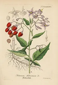 Dulcamara: Bittersweet nightshade, Solanum dulcamara