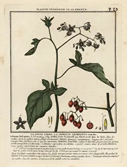 Bittersweet: Bittersweet nightshade, Solanum dulcamara