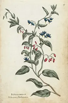 Hamiltons: Bittersweet, Solanum dulcamara