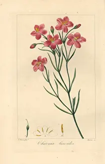 Bessa: Bitterwortel or bitter root, Chironia linoides