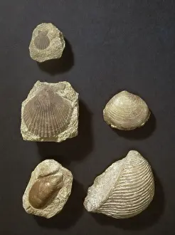 Scallop: Five bivalve fossils
