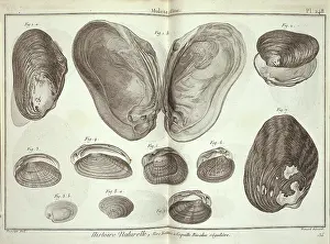Bivalve: Bivalve mollusc