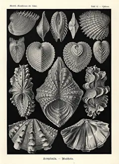 Glitsch: Bivalvia clam shells