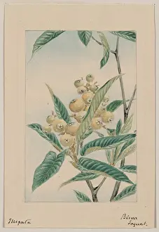 Loquat: Biwa loquat