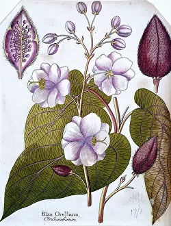 Malvales: Bixa orellana L. lipstick tree or roucou
