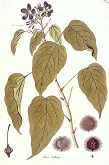 Malvales: Bixa orellana, lipstick tree