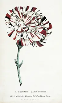 Hogg: A bizarre carnation