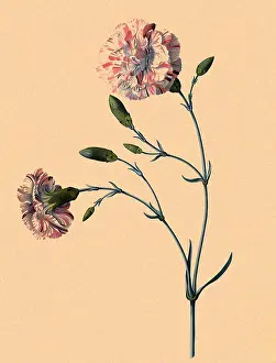 Dionysius: Bizarre Violet