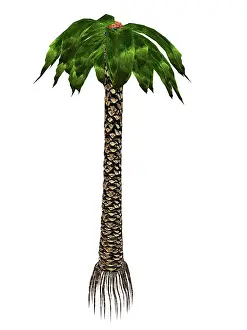 Evergreen: Bjuvia simplex prehistoric tree