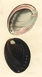 Haliotis: Black abalone, Haliotis cracherodii. Critically endangered