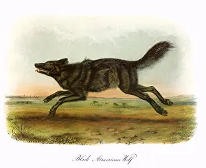 Wolves: Black American Wolf