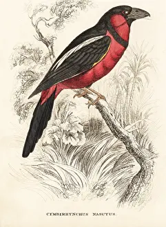 Broadbill: Black-and-red broadbill, Cymbirhynchus macrorhynchos